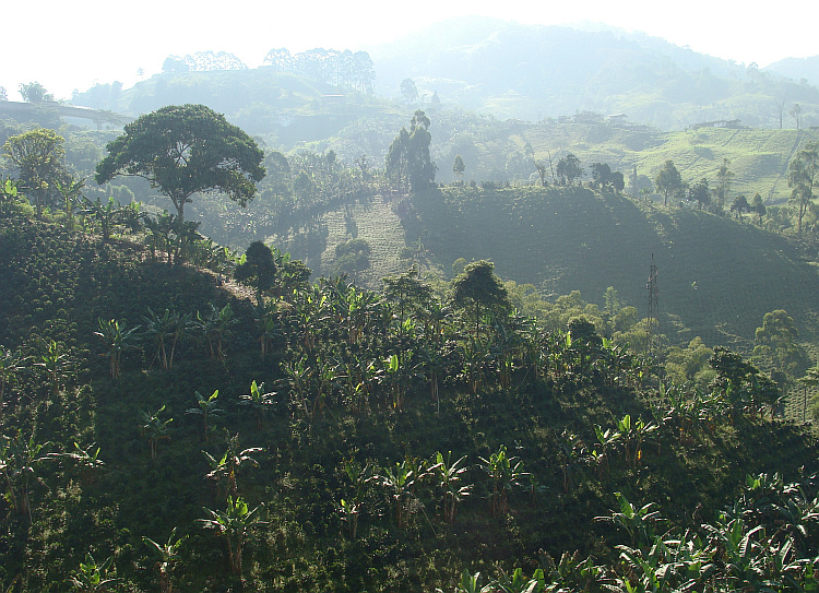 The Coffee Triangle north of Pereira