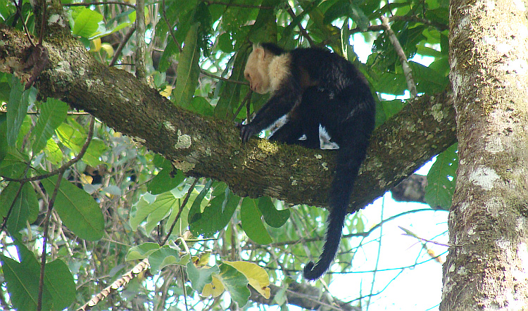 Wildlife Paradise Costa Rica