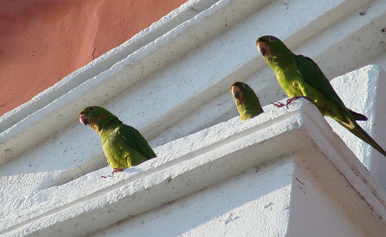Parrots in the streets of Granada
