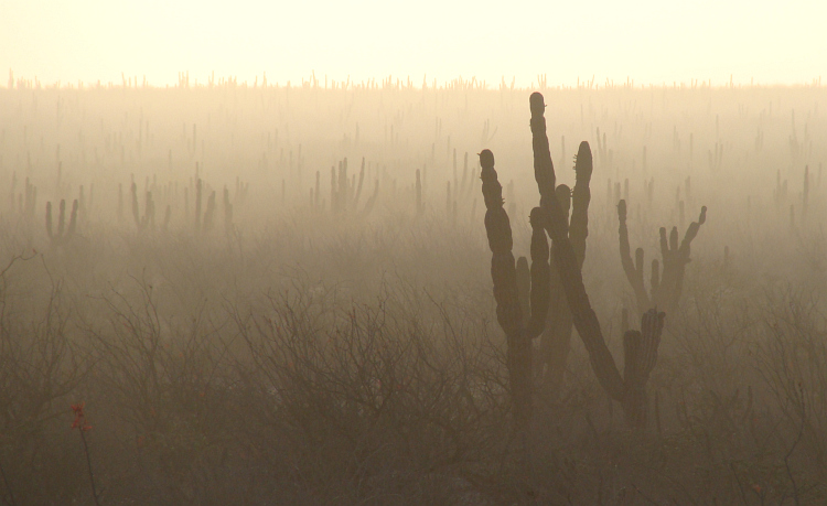 Morgenstond in de woestijn van Baja California