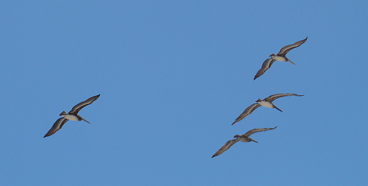 Pelicans in La Jolla