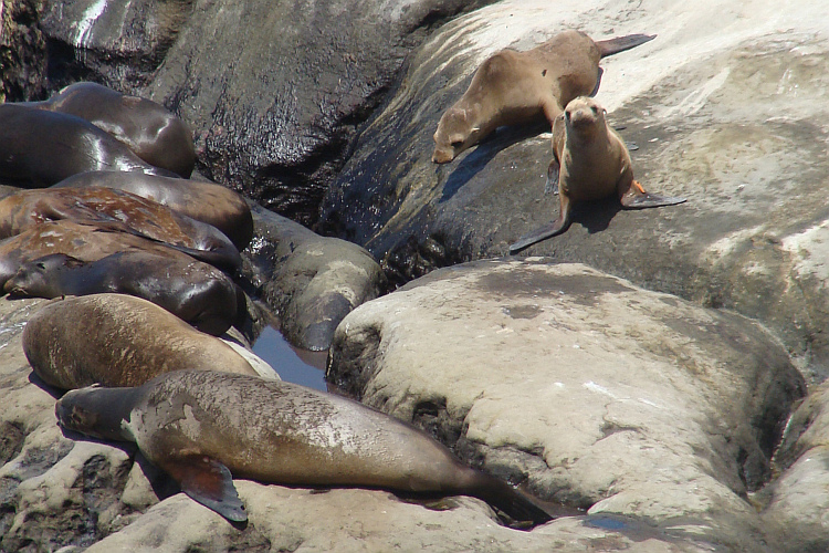 Seals in La Jolla