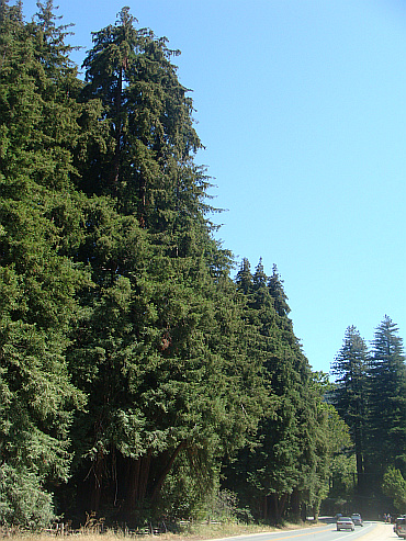 Redwoods in Big Sur