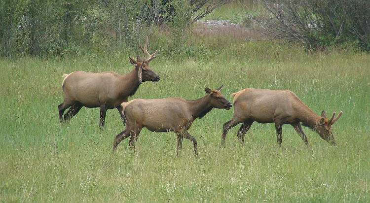 Elk in the valley of Telluride
