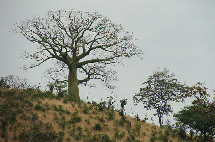 Ceiba tree near the Ecuadorian border