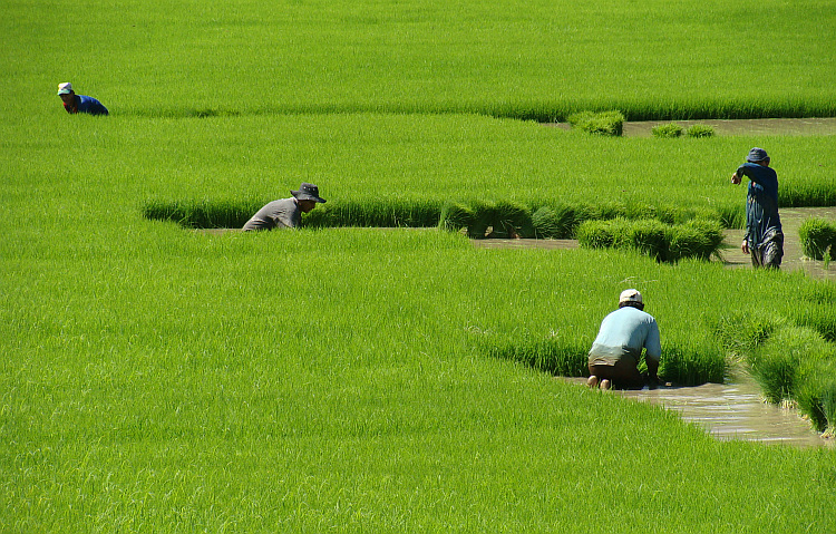 Rice fields near Bagua Grande