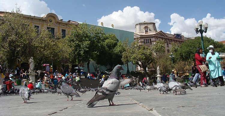 Pigeons in La Paz