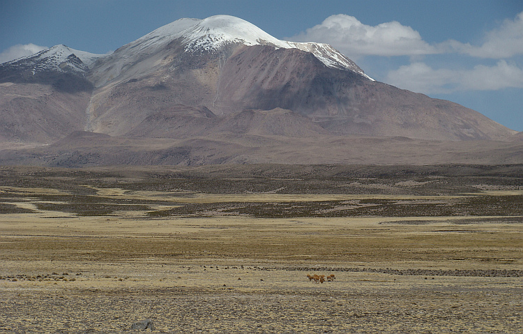 The Altiplano in Parque Nacional Lauca (Chile)