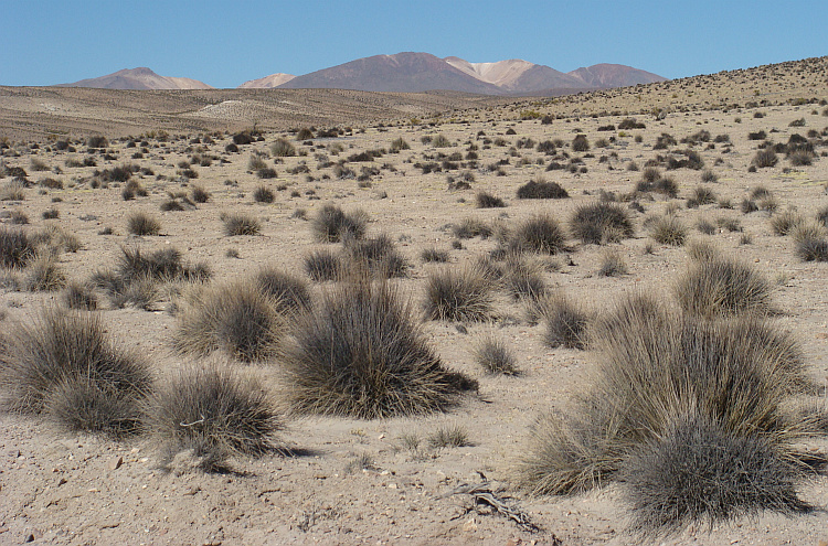 Landscape in the Parque Nacional Vicuñas