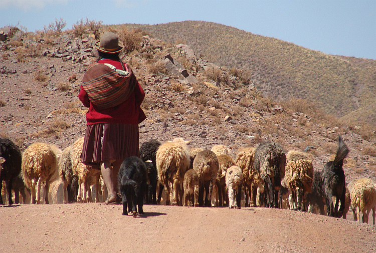 Shepherdess on the route from Oruro to Sucre