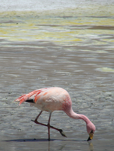 Flamingo in the Laguna Hedionda