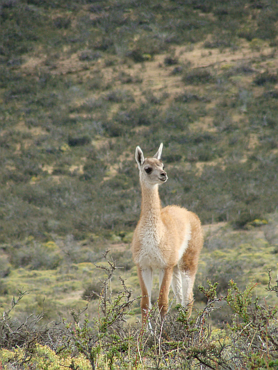Guanaco in the national park