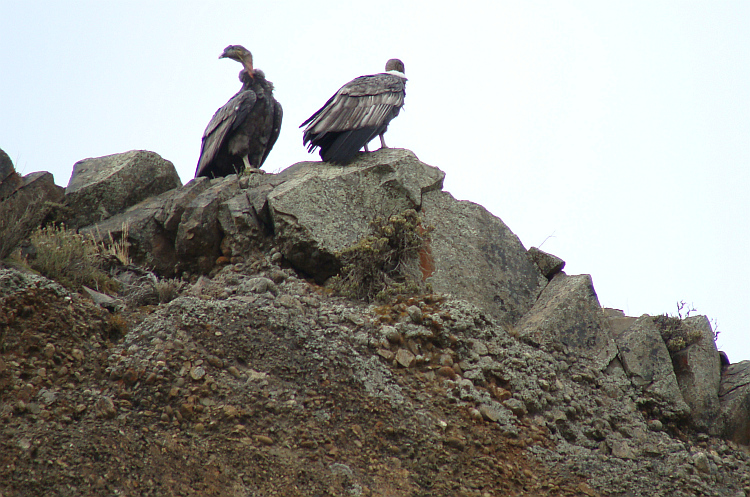 Two condors