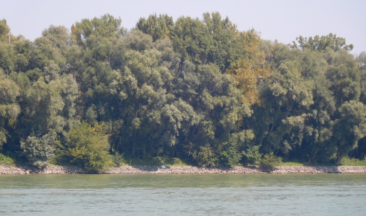 An den schönen blauen Donau
