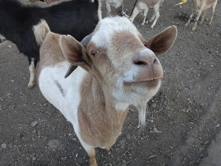 Goat in Muke Turi