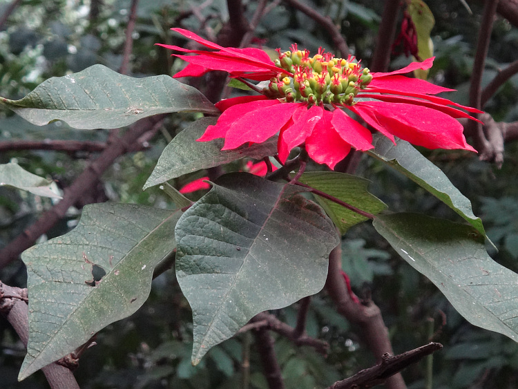 Flower in Lalibela
