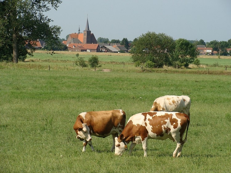 Grazende koeien in the valley of the River Maas, Limburg