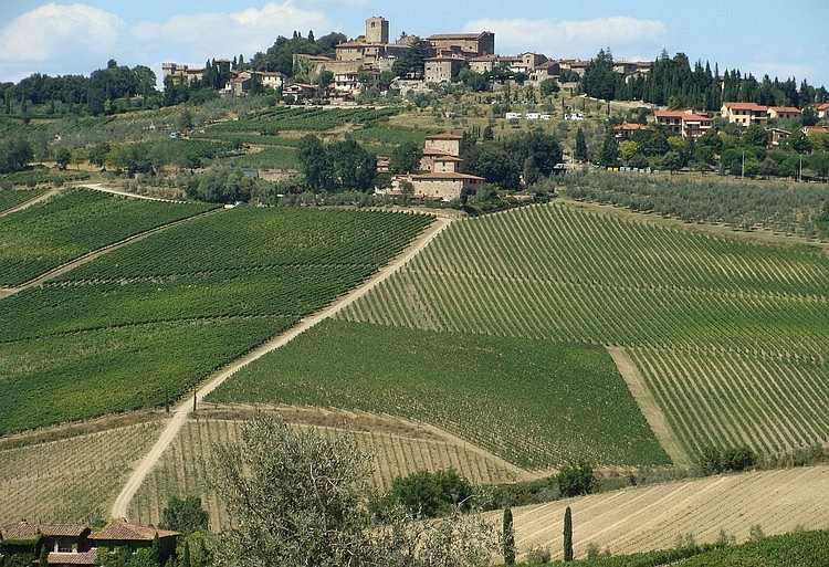 The vineyards of the Chianti
