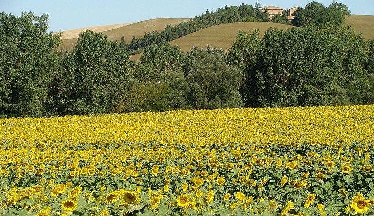 Zonnebloemen in Montenori, Toscane