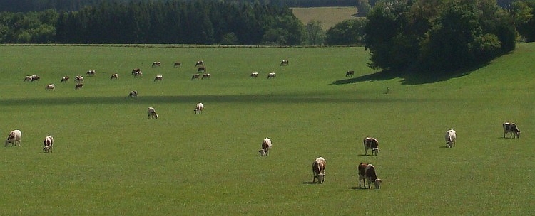Meer koeien, Jura