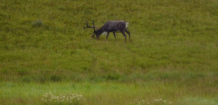 Reindeer near Höfn