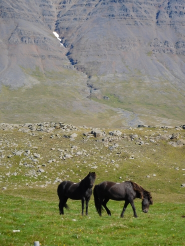Horses near Varmahlíd