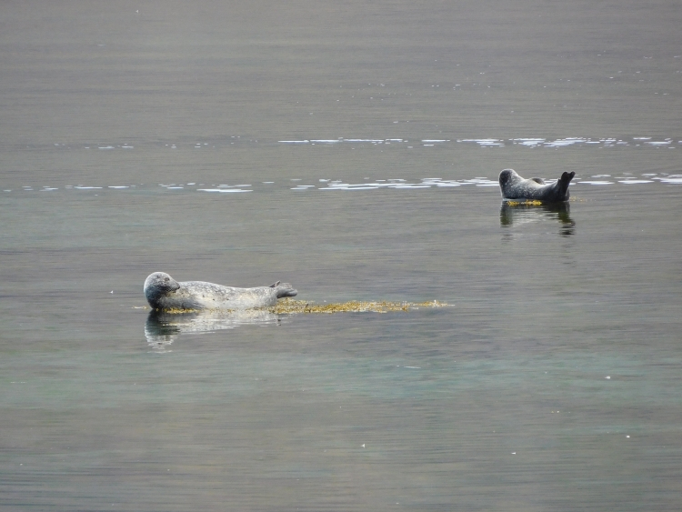 Seals near Ögur
