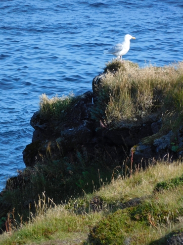 Gull near Arnarstapi