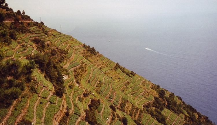 Terraces, Cinque Terre