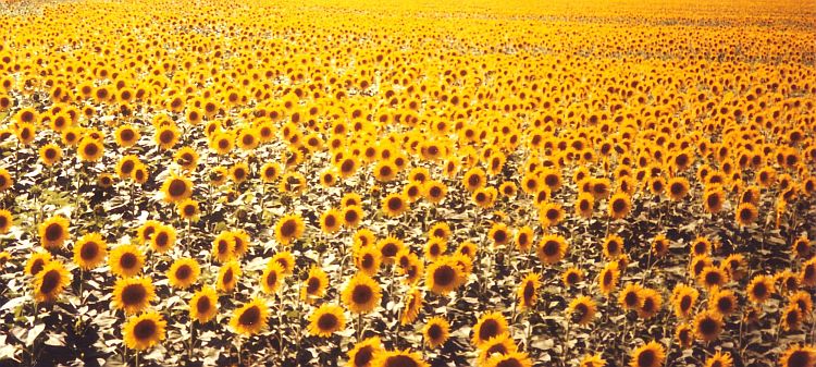 Sunflowers!! Tuscany
