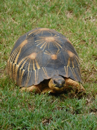 Grumpy turtle in Ivato