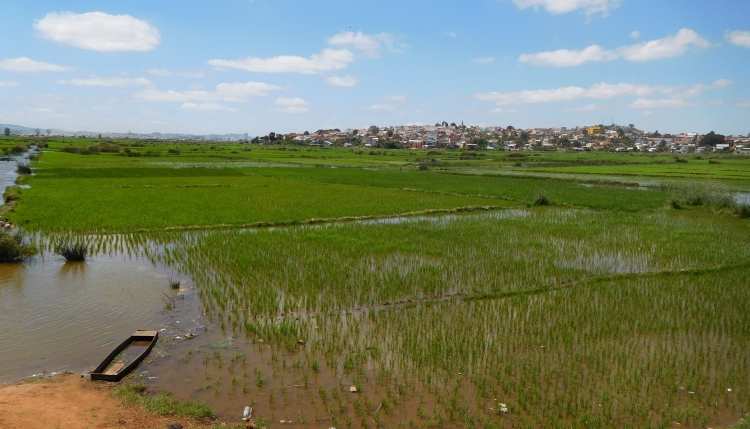 Rice fields in Antananarivo