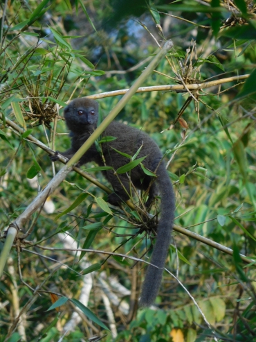 Bamboo lemur in National Park Andasibe