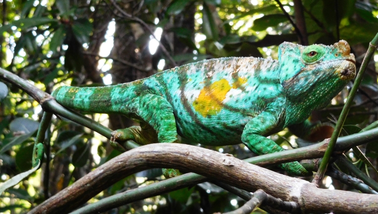 Parson's Chameleon (male) in National Park Andasibe