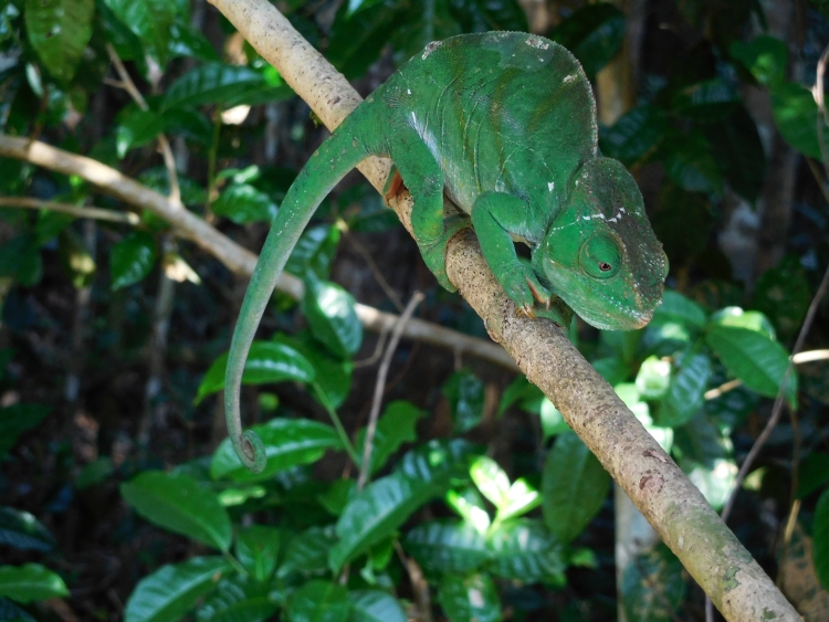 Parson's Chameleon (female) in National Park Andasibe