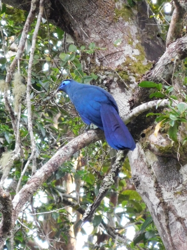 Blue Vanga in National Park Andasibe