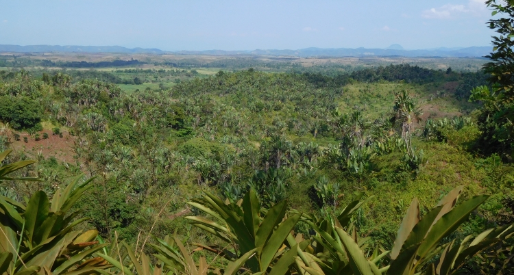 Landscape between Brickaville and Toamasina