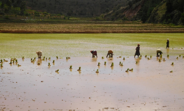 Rice fields between Antananarivo and Ambatolampy
