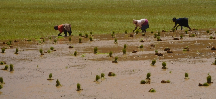 Rice fields between Antananarivo and Ambatolampy