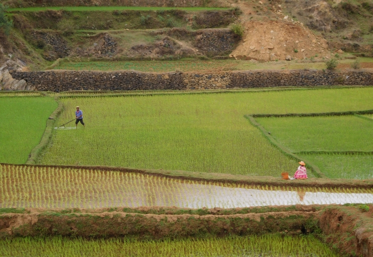 Rice fields between Ambatolampy and Antsirabe