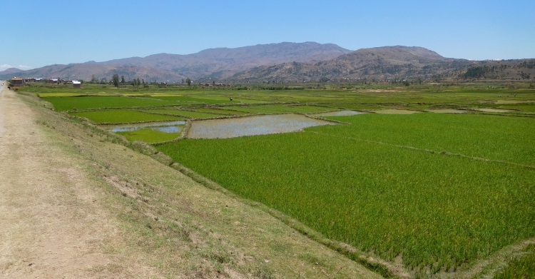 The rice fields between Antsirabe and Ambositra