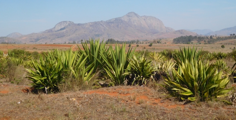 Landscape near Ambalavao