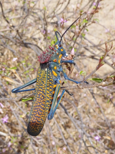 Mega cricket in National Park Isalo