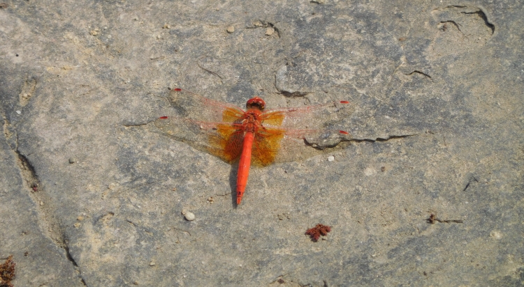Dragonfly in National Park Isalo