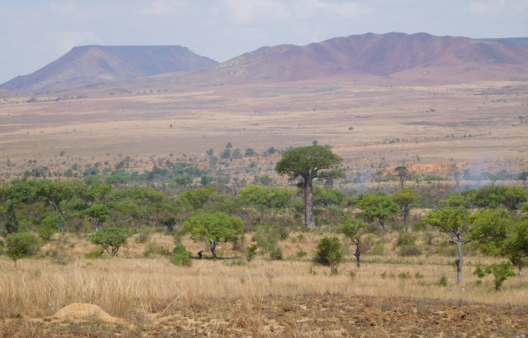Landscape between Ilakaka and Sakaraha with baobab