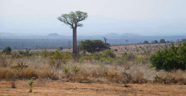 Baobab near Sakaraha