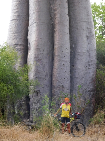Willem before a baobab