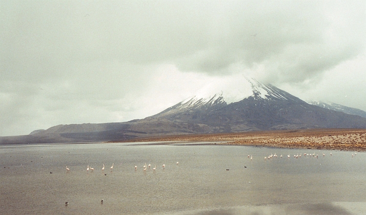 Flamingo's wadend door het Chungara Meer in het Nationale Park Lauca