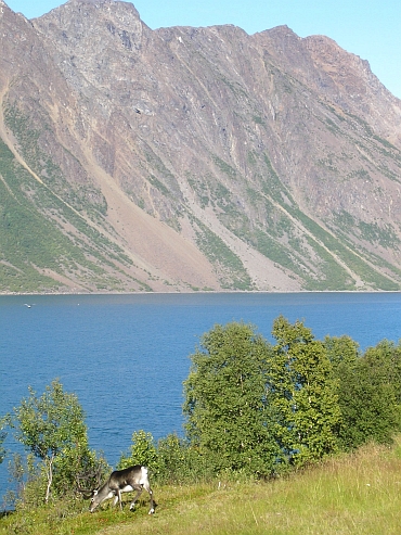 Reindeer along the Langfjord