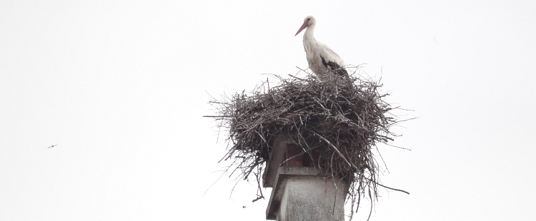 Stork in Idanha-A-Nova